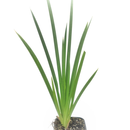 African Iris (Moraea Iridioides) - Dietes Fortnight Lily Live Plant 2' Pot - Blooms Throughout The Warmer Months - California Grown