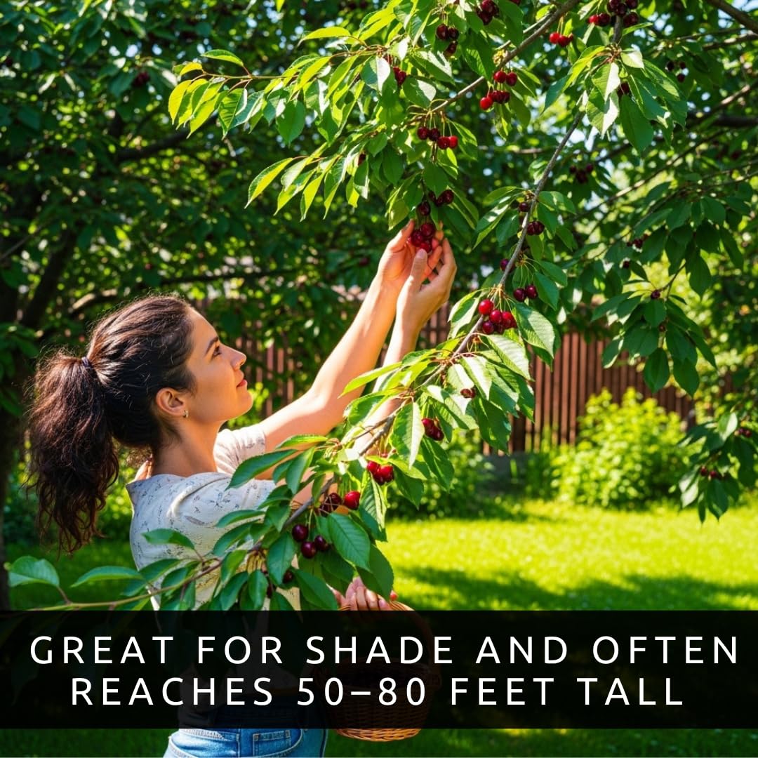 3 Black Cherry Tree Live Plants 1–2 Ft Tall (Prunus serotina) – Fast Growing Native Fruit Tree – Edible Cherry, Wildlife Habitat & Backyard OrchS Plants
