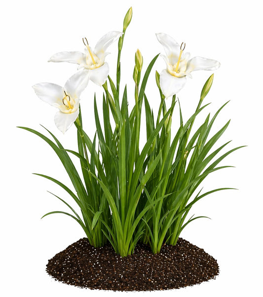 Votaniki Tigridia Pavonia Alba Immaculata Bulbs White Mexican Shell Flower Summer Bloom Garden Plants Cut Flower Use Sun to Part Sun Outdoor Planting (Pack of 50)