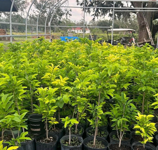 Sugar Apple Tree (Annona) – 3 Feet Tall and the Tree May Begin Flowering Next Season. Shipped in Pot. We do NOT Ship to California or Hawaii Due to Agricultural restrictions.