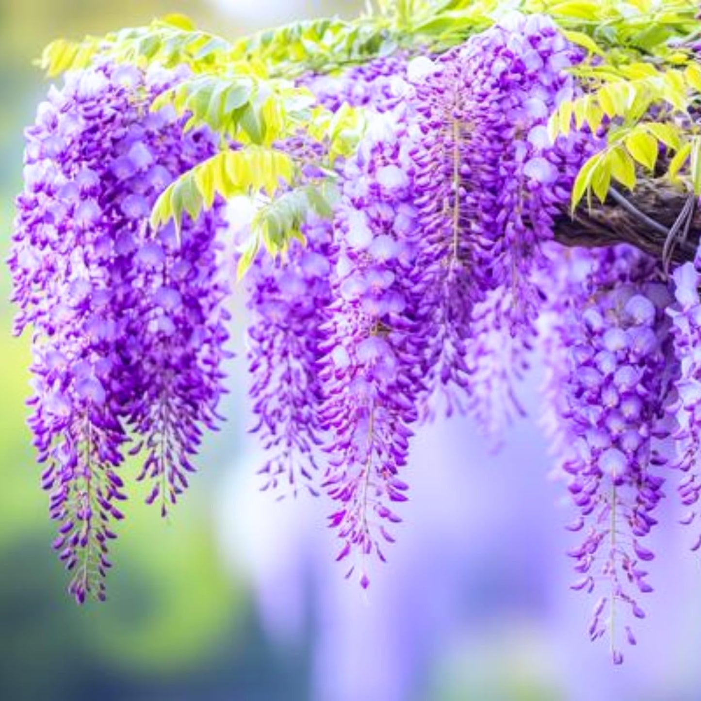 2 Purple Wisteria Trees Live Plants, Purple Wisteria Plant Live 6 to 12 Inch Height, in Pots, Wisteria Vine Live Plant, Fragrant Wisteria Flowers Ready to Grow Indoors Outdoors