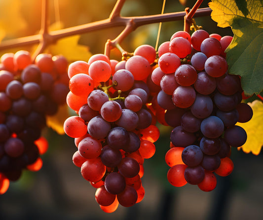 Red Grapevine Live Plants 1–2 Ft Tall – Vitis Vinifera Grape Vine – Sweet Table Grapes for Garden, Trellis, Pergola & Backyard Vineyard – Fast Growing Fruit Vine (2 Plants)