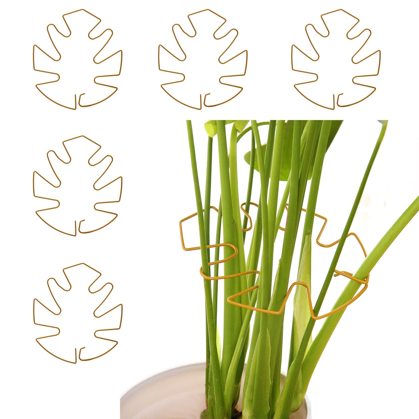 Spiritlele 5 Pcs Golden Plant Stem Support Holder Set Monstera Plant Support Clamp Growth Accessories for Indoor Plants Small