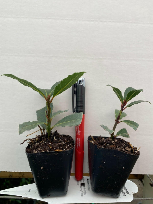 Live Plant - Laurus nobilis Bay Leaf Tree Bay Laurel Sweet Bay Rooted Small Starter Plant!