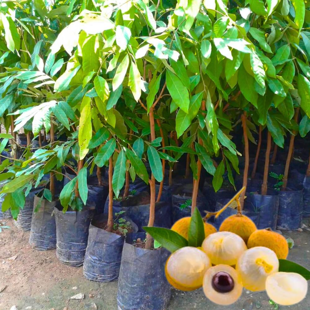 1 Year Old Longan Tree Live Plant, Well-Rooted for Zones 9-11, 8-10 Inches Tall in 4 Inch Pot, Tropical Fruit Tree for Indoor or Outdoor Growing