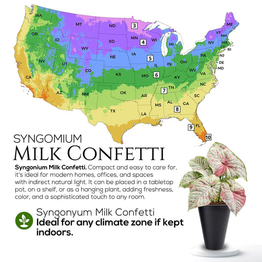 Syngonium Confetti Plant (4 Pack) Rare Live Starter Plants, Variegated Arrowhead Vine Houseplants, Easy Care Indoor Tropical Plants Live, Pink Foliage Houseplants