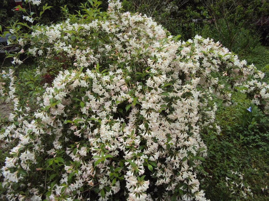 Live Plant - 2 White Weigela Rounded Shrubs - Live Plants - 6-12" Tall Seedlings - 4" Pots