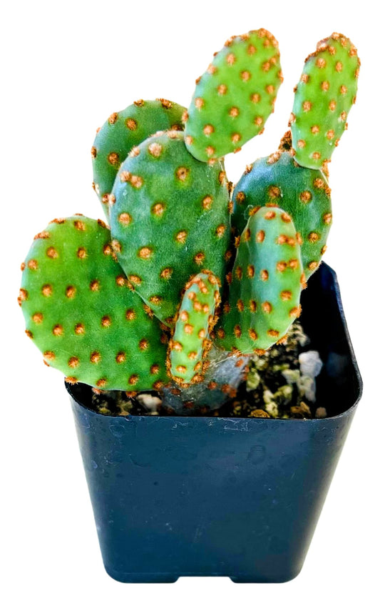 Fat Plants San Diego Living Indoor Succulents and Cactus Rooted in Plastic Planters with Soil (2 Inch, Opuntia rufida)