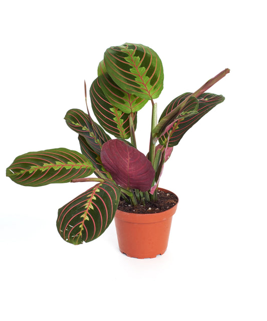 Shop Succulents Maranta Red, Hanging Live Indoor Plant, Prayer Plant, Easy Care Hanging Trailing Houseplant in Nursery Pot, Air Purifying Plant in Soil, Housewarming, Home Décor, Trails 4-6 Inches