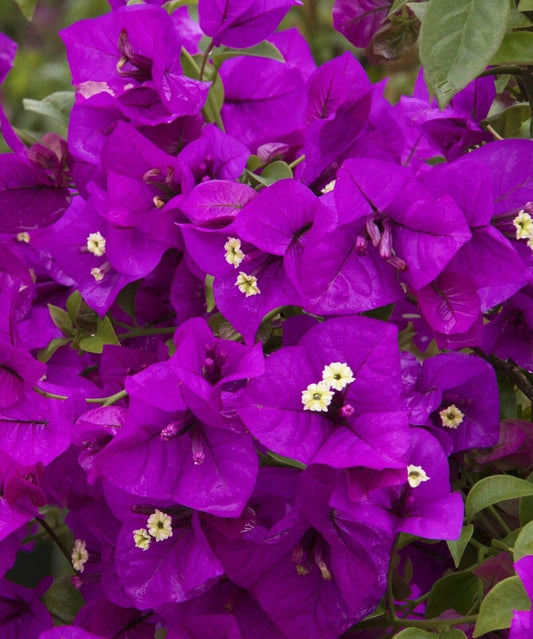 Live Plant - Purple Majesty Bougainvillea Small Well Rooted Starter Plant