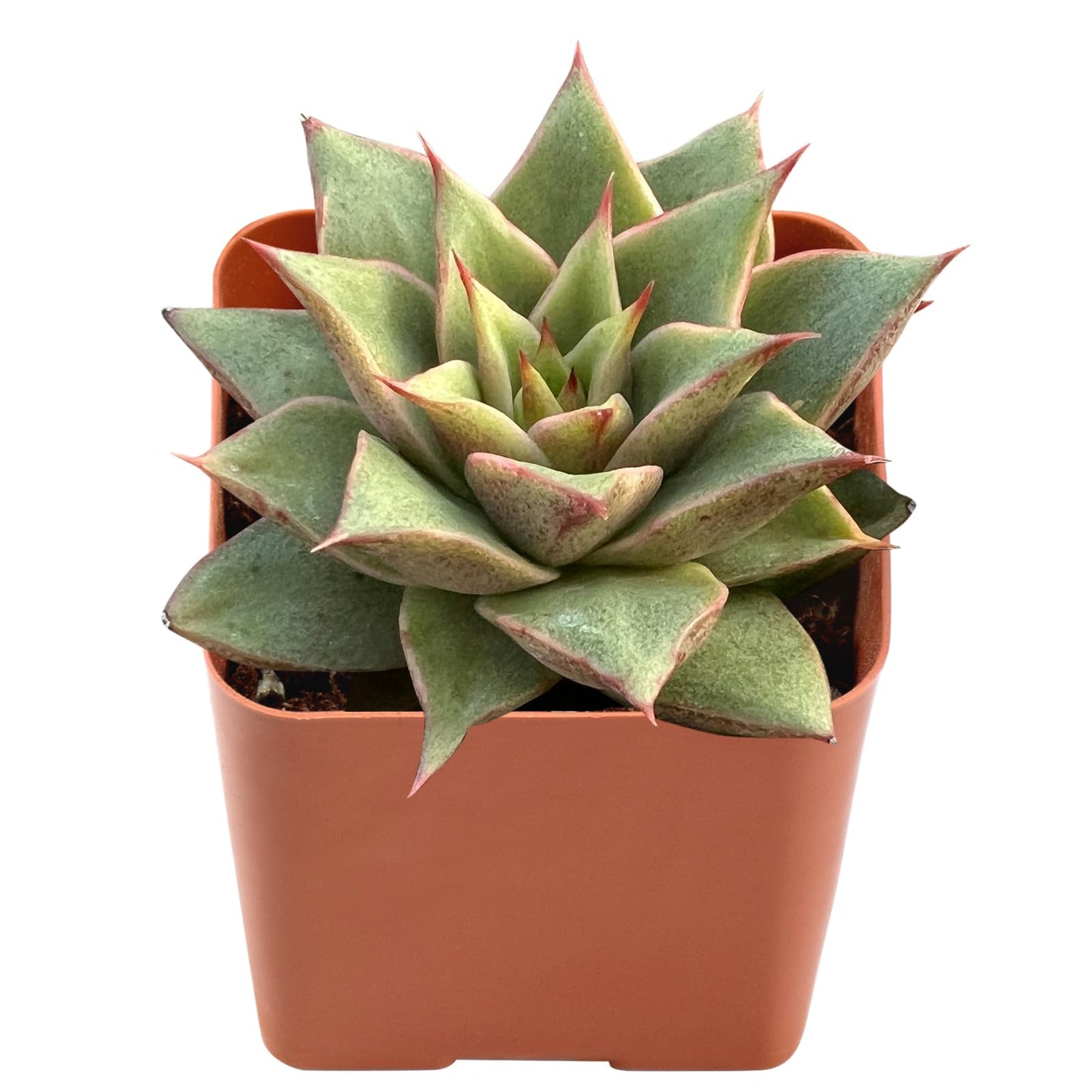 Live Succulent Echeveria 'Mazes', Easy Care Gift Plant, 2 Inch Fully Rooted Potted Indoor Plant, for Home Office Decoration, DIY Projects
