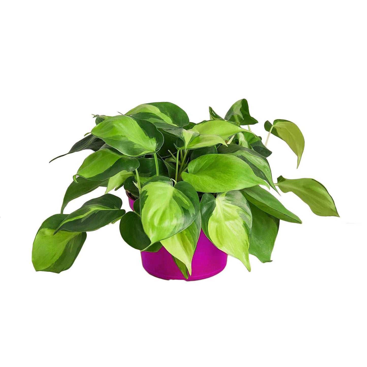 5 Pack Philodendron 'Brasil' in 3in Pot - Live Tropical Houseplant - Easy to Grow | Air Purifying | Variegated | USA Growers | The Snobby Leaf