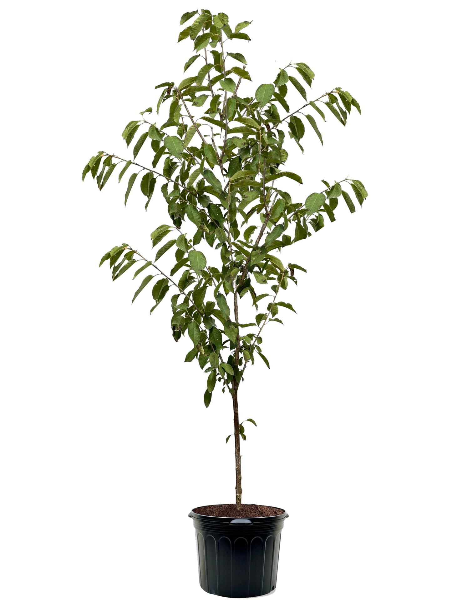 American Plant Exchange Cherry Tree 'Stella' Semi-Dwarf – Live Fruit-Bearing Plant, 7-Gallon Pot, Cold Hardy, Sweet Edible Cherries for Outdoor Orchards and Landscapes