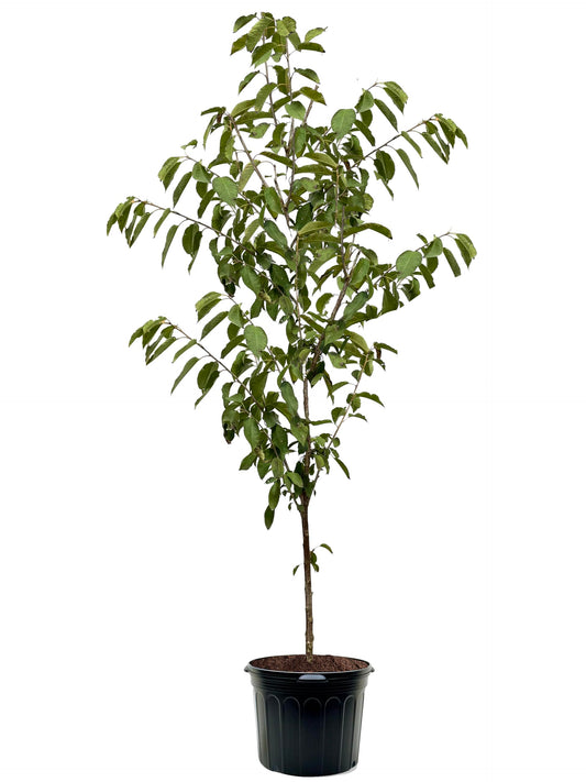 American Plant Exchange Cherry Tree 'Stella' Semi-Dwarf – Live Fruit-Bearing Plant, 7-Gallon Pot, Cold Hardy, Sweet Edible Cherries for Outdoor Orchards and Landscapes