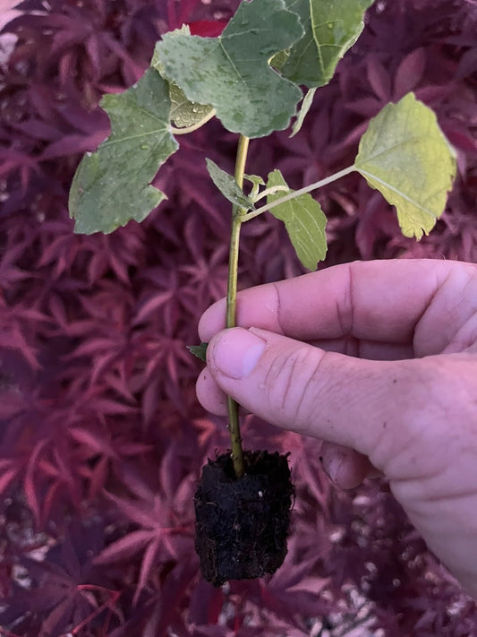 Live Plant - Fig Trees 4 Live Plants “Kadota” Cold Hardy