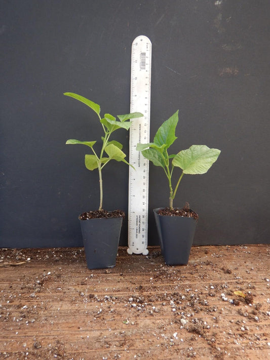 Live Plant - Orange Pagoda-Clerodendrum Paniculatum-Aka Orange Pyramid Tower-Starter Plant
