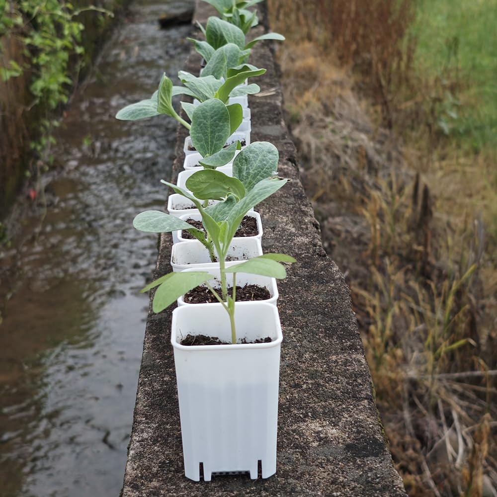 BangQiao 120 Pack 2.40 Inch Small White Plastic Square Nursery and Seedling Pot, Deep Transplant Seed Starter Planter with Drain Hole for Germination, Herb, Succulent