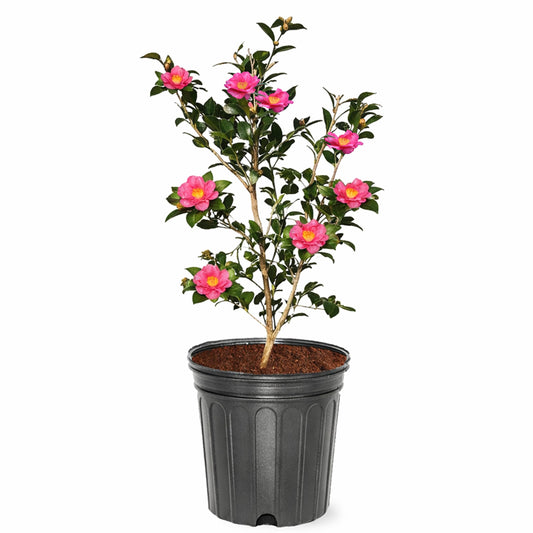 Kanjiro Sasanqua Camellia, Live Evergreen Shrub, Cold Hardy, Pink Fall Blooms, 3 gal. Nursery Pot (Due to Agricultural Laws, we Cannot Ship to CA, AZ, AK, or HI)