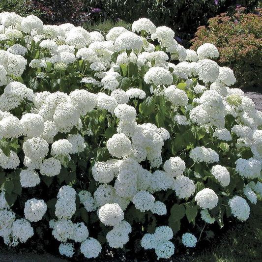 Dormant Old Fashion Snowball Viburnum Plant, White Hardy Viburnum Shrub for Gardens and Landscapes, Ready to Grow Bush 4'' Pot