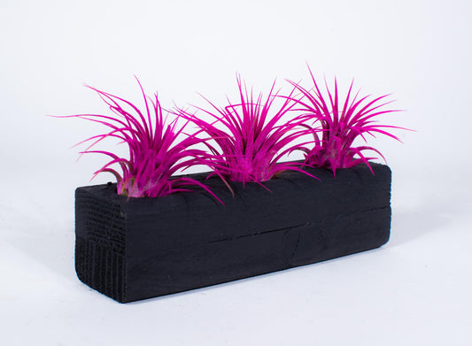 Air Plants 3 Pack - Tillandsia Ionantha - 3 Hole Planter - Organically Enhanced Color - Live Arrival Guaranteed - House Plants for Home Decor & Gift (3Pk Rose Pink + Black Planter)