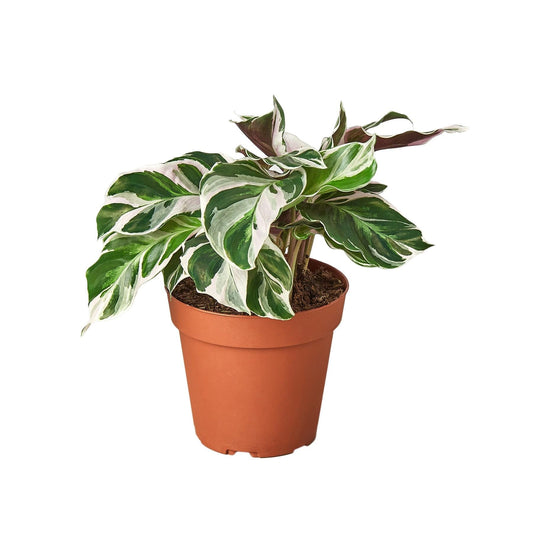 Calathea 'White Fusion' | Live Plant for Indoor & Outdoor | for Living Room, Office, Bathroom | (4" Pot)