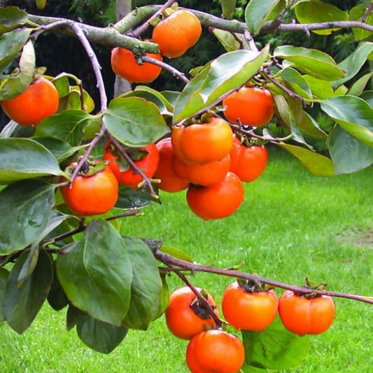 Persimmon Tree Live Plant, 1 Year Old, 6 to 15 Inches Tall, No Leaf, Dormant Sweet Persimmon Trees Fruit for Outdoor Planting