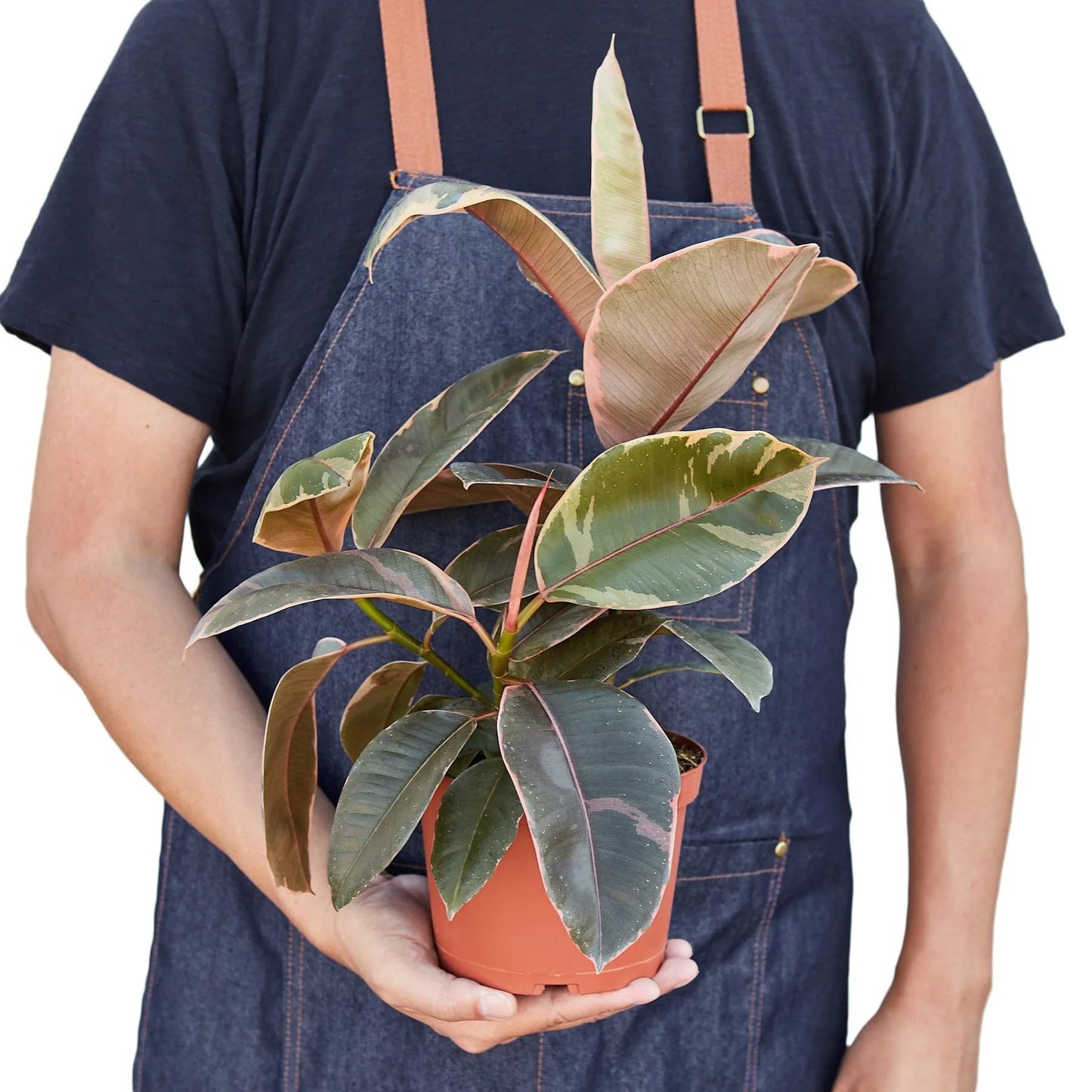6 Pack Ficus Elastica 'Ruby Pink' in 4in Pot - Live Plants Tropical Houseplants | Variegated | USA Growers | The Snobby Leaf