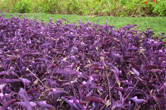 6 Cuttings Purple Heart Wandering Jew - Tradescantia Pallida Purpurea Plant - Easy to Grow Indoor Outdoor Plant