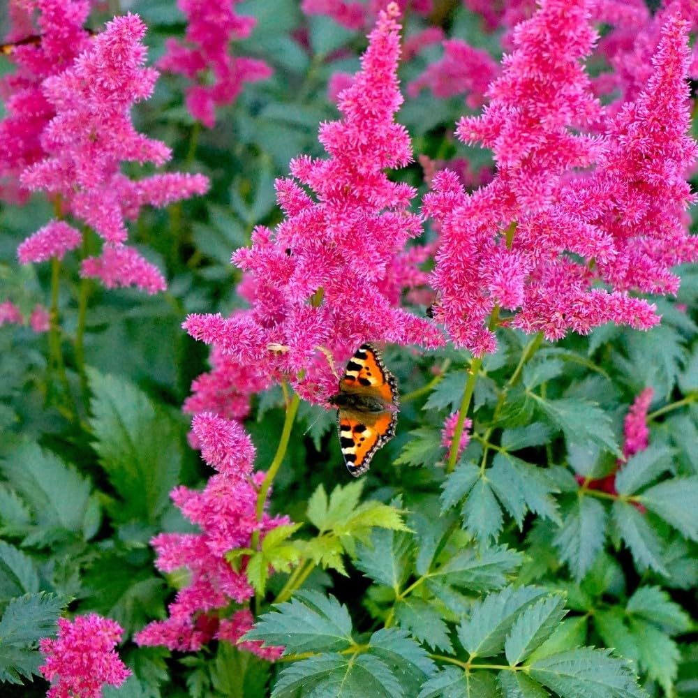 Giant Plume Assorted Astilbe Flowers - 3, 6, or 9 Bulbs -Attracts Butterflies, Bees & Hummingbirds - Great Gardening Gift (3 Bulbs)
