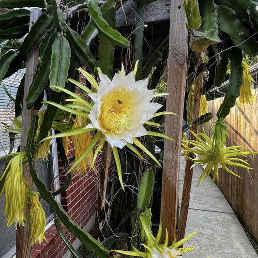 White Dragon Fruit Tree Live Plant, 3 Gallon Pot, Live Dragon Fruit Plant, Sweet Fruit Plant Outdoor Garden