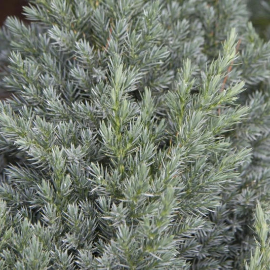 Spiny Greek Juniper (1)