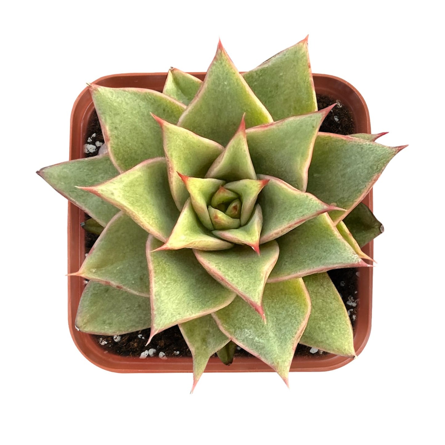 Live Succulent Echeveria 'Mazes', Easy Care Gift Plant, 2 Inch Fully Rooted Potted Indoor Plant, for Home Office Decoration, DIY Projects