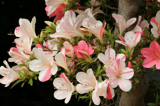 Live Plant - Astronaut Azalea Rhododendron Deciduous Starter Plant BI-Color Striped Blooms