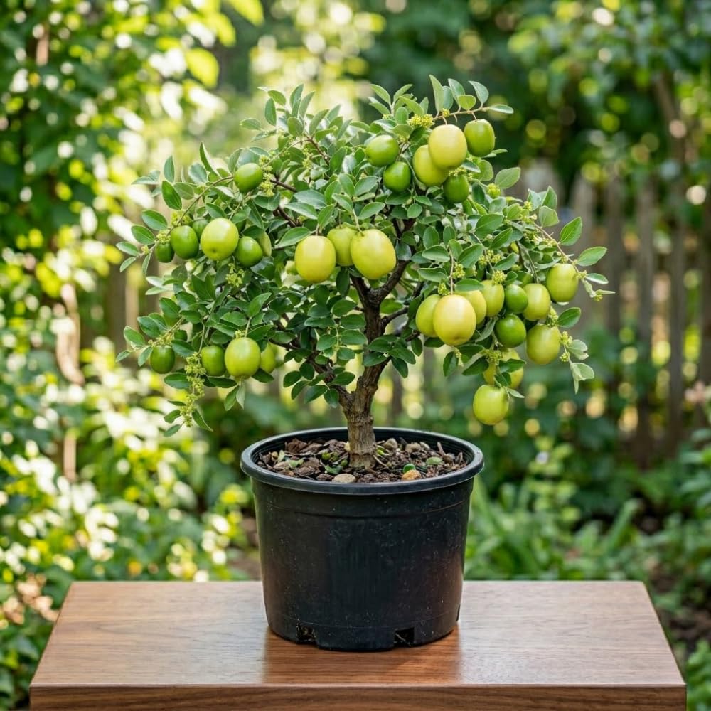 Green Jujube Tree Live Plant, Jujube Live Plant, 3 Gallon, 2 Feet Tall, Sweet Fruit for Backyard and Outdoor Garden, No Ship to CA