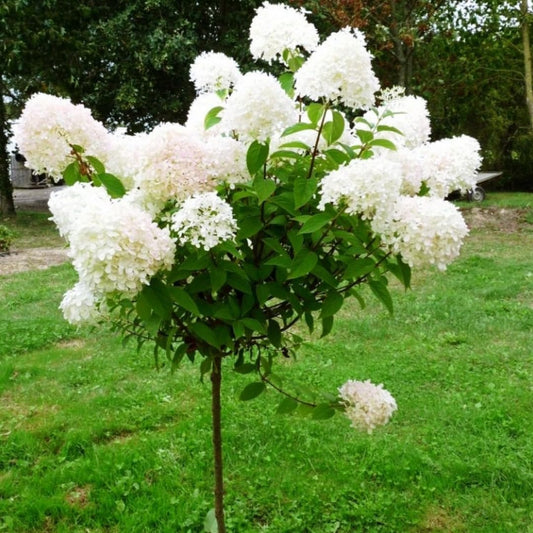 Hydrangea Live Plant Bush Shrub for Planting, 1 Year Old Hydrangea Tree Plant for Outdoor Planting, Change Color Flower Blooms (Pink to White)