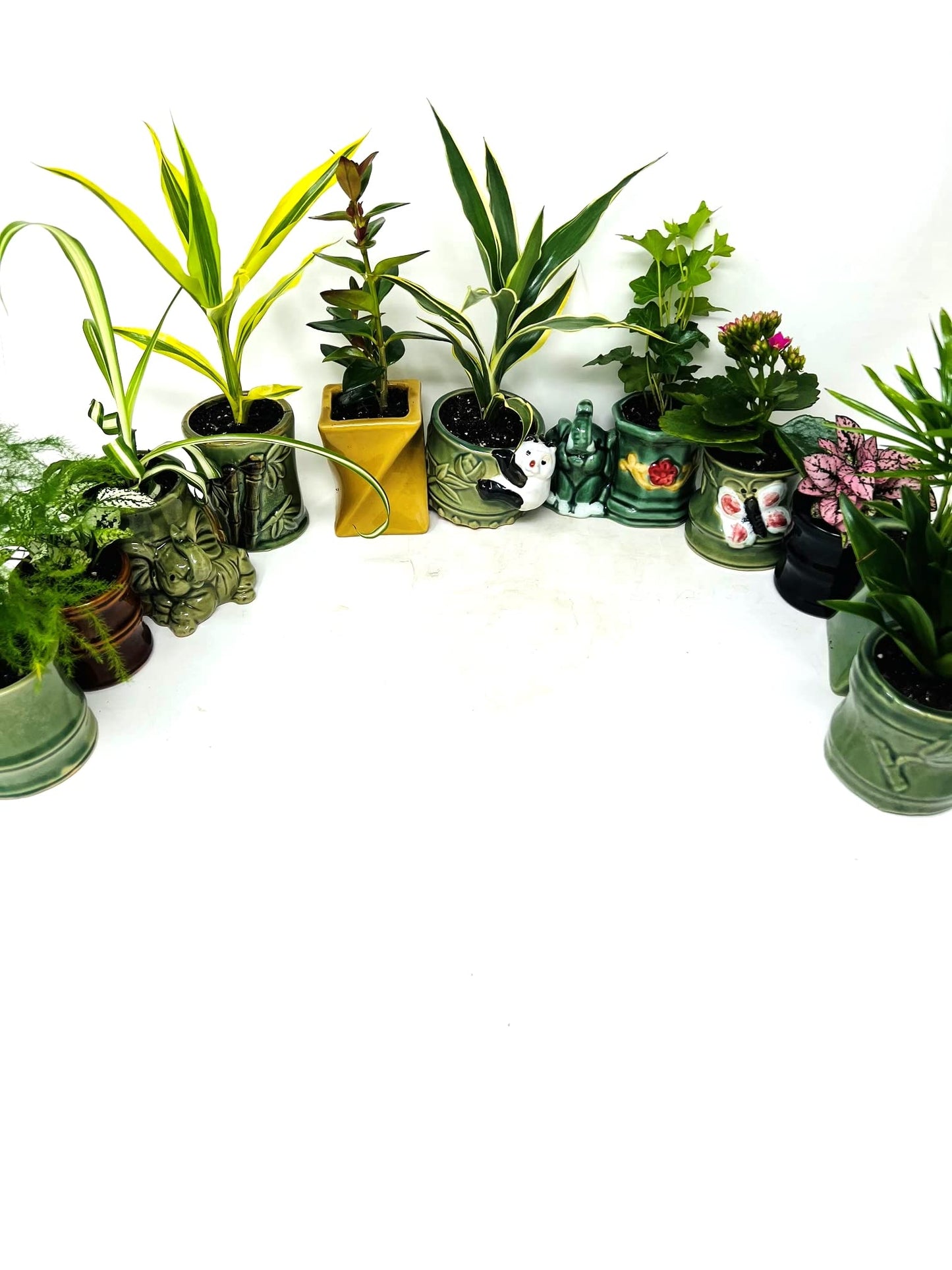 JM BAMBOO Easy to Care Plant Collection 8 Pack 2 Ceramic Pot Live Houseplants