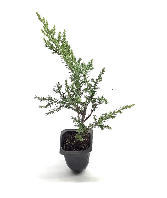 Kallay Juniper - 3 Live Plants - Juniperus Chinensis - Drought Tolerant Cold Hardy Evergreen Ground Cover