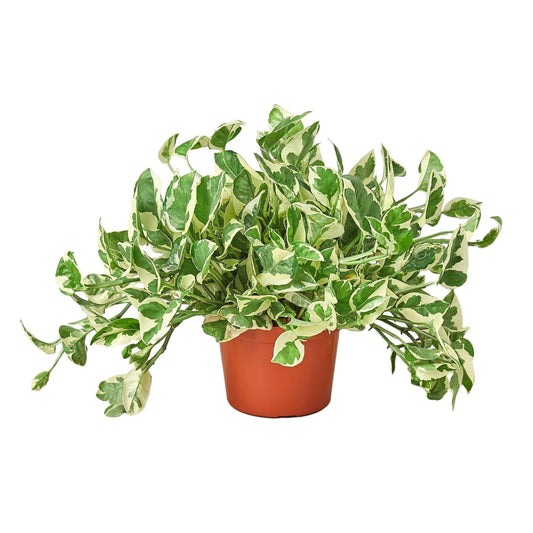 Pothos 'N'joy' | Live Plant for Indoor & Outdoor | for Living Room, Office, Bathroom | (6" Pot, White Cylinder)