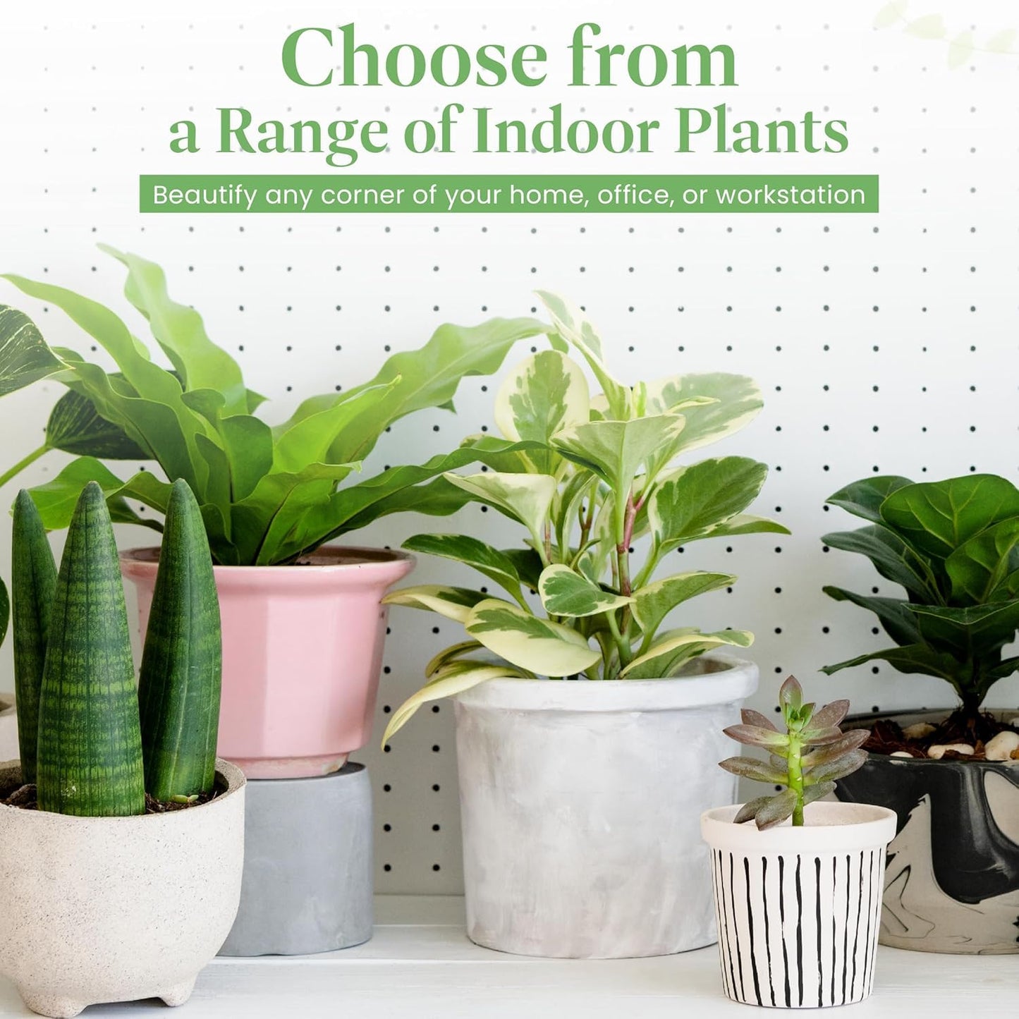 American Plant Exchange Spathiphyllum Peace Lily Live Plant, Indoor Flowering Houseplants, 4-Inch Pots, 2 Pack, Pot Covers, Easy Care, Low Light, Perfect for Housewarming, Sympathy, or Party Gifts
