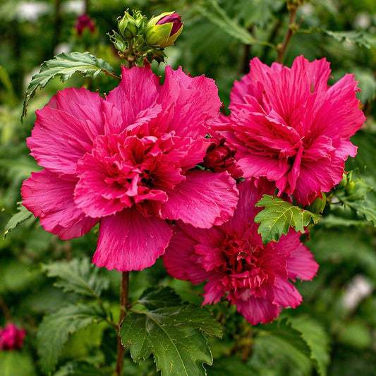 5 Red Lucy Hibiscus Rose of Sharon Trees - 10-18" Tall Live Plants - Althea Flowering Shrubs/Bushes - Hibiscus syriacus 'Lucy' - (5 Pack)
