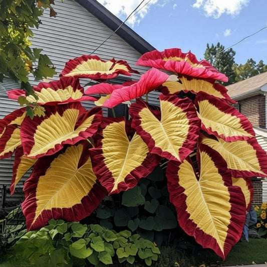 OJHJXUG Elephant Ear,Compact Alocasia-Cold Tolerant,Patio Or Backyard Display,Jewel Tone (6)