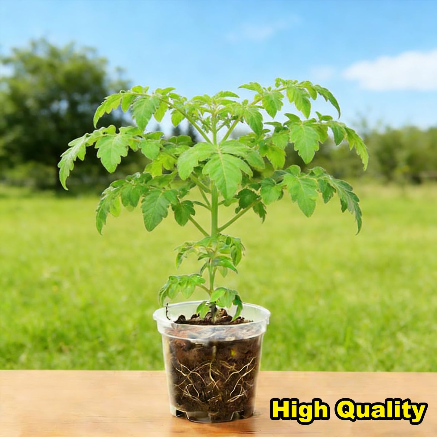 ROOUTEN Clear Nursery Pots for Plants,3 Inch Plant Pot for Planting Plastic Seedling with Drainage Holes Seed Starter Flower High Transparency 30 Packs