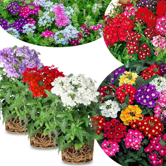 Pack 3 Random Verbena Plants Live Perennial Ground Cover, No Pot, 1-3" in Tall, Can Grow As Trailing Bushes, Spring Flowers