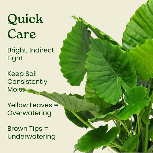 Tropical Plants of Florida Alocasia California Live Plant 3 Gallon 10 Inch Nursery Pot, 26 to 32 Inch Tall Elephant Ear Plant, Tropical Indoor Outdoor Foliage