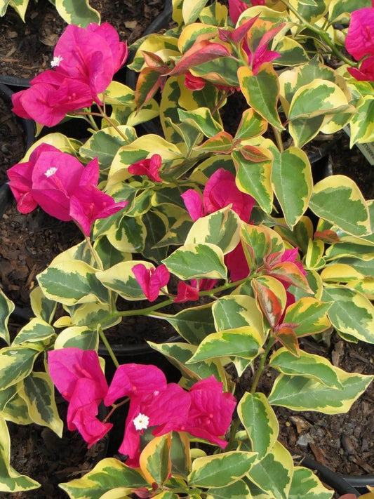 Pink Bougainvillea Plants - Live Raspberry Ice Bougainvillea Plants – Pack of 2 – Rare Variegated Bougainvillea with Pink & Cream Blooms – Hardy Flowering Vine – Ideal for Containers & Trellises