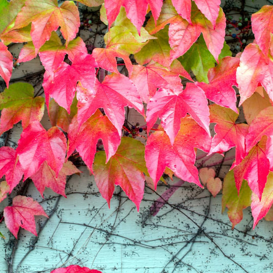 Live Boston Ivy Plant Climbing Ivy Starter Plant, 2.5 Inch Pot Boston Ivy Plant, Ivy Vine Plant