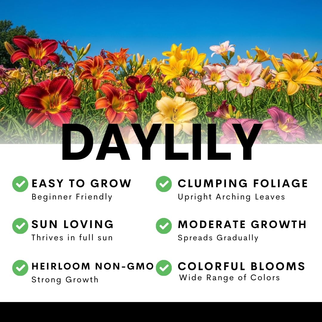 Lipstick and Lies Daylily Bulbs for Planting – Pink and Red Bi-Color Hemerocallis Perennial Flower – Hardy Summer Blooming Garden Lily – Easy Care Outdoor Flower Bulbs (3 Bulbs)