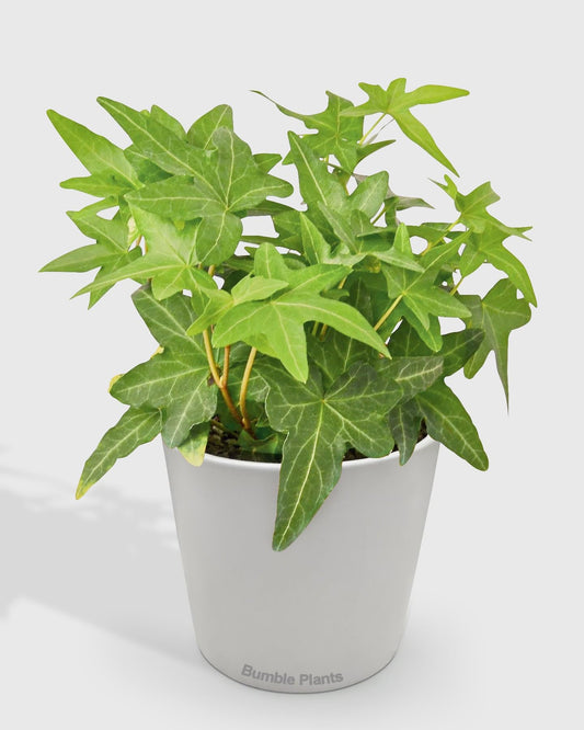 Hedera Helix 'Green California' English Ivy-4" Pot/Nursery Pot - Live Plant Easy Care, Low Maintenance for Home Decor - Air Purification Houseplant