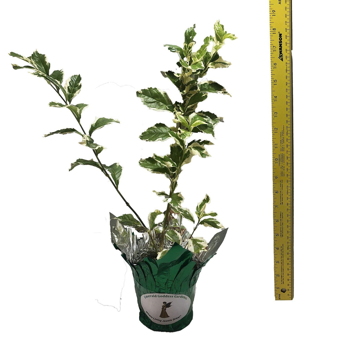 Variegated Sky Flower - Duranta repens cv - Live Plant - Pigeon Berry Golden Dew Drop- 8-10 Inches Tall - 4 Inch Pot