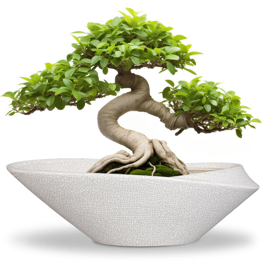 EPFamily Bonsai Tree Pot - 12 Inch Ceramic Planter with Drainage Hole, Modern Succulent Pots for Indoor & Outdoor, Decorative Planter for Home Decor, Plant Lover Gifts, White-Black